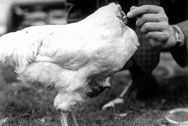 Mike, the Headless Chicken