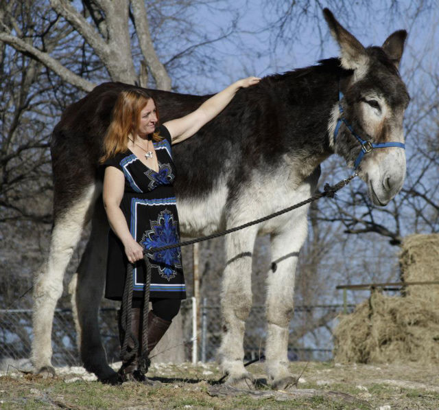 Romulus, the world's biggest donkey