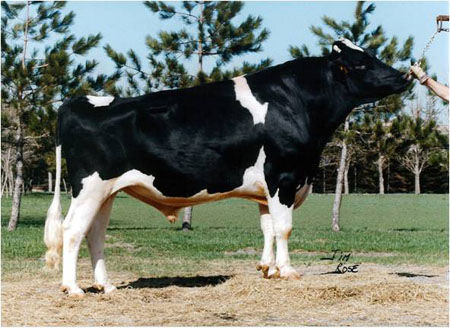 'Starbuck', a famous Canadian bull