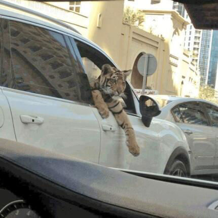 Tiger in car, dubai