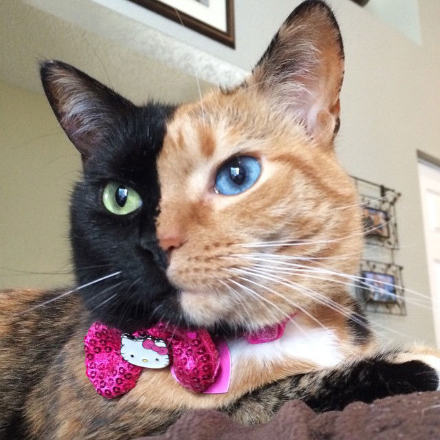 Venus the Two-Faced Cat