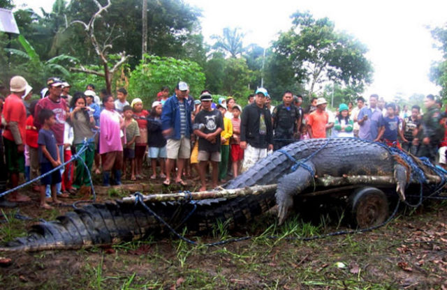 largest crocodile