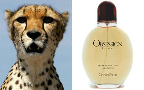 Calvin Klein's Obsession attract Cats
