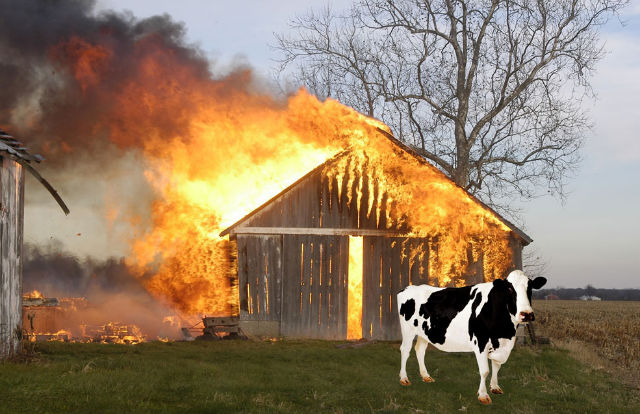 Cows Farting Causes Barn Explosion
