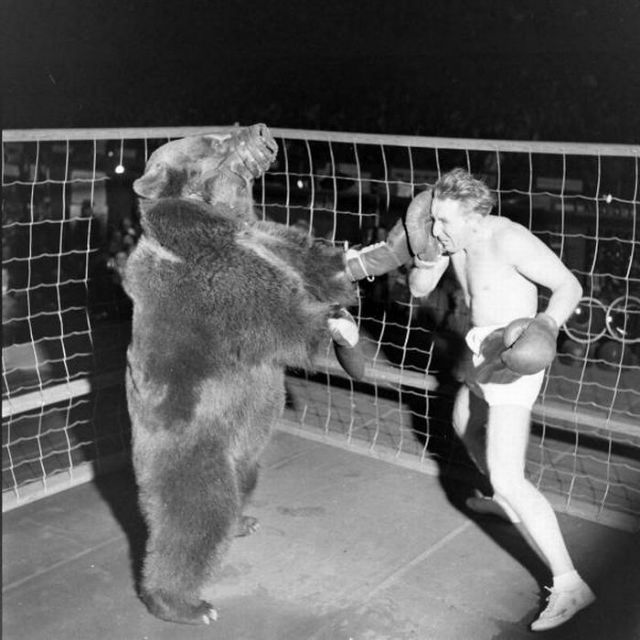 Man boxing a bear 1949