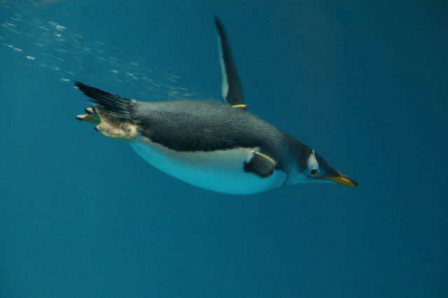 Penguin drink salt water