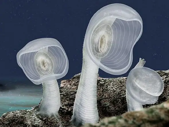 Predatory tunicate