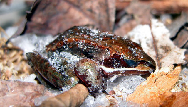 Wood Frog frozen