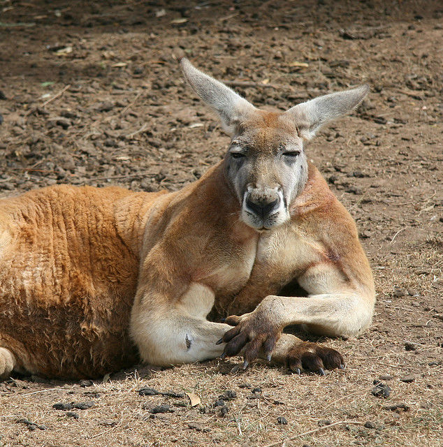 kangaroo flexing biceps