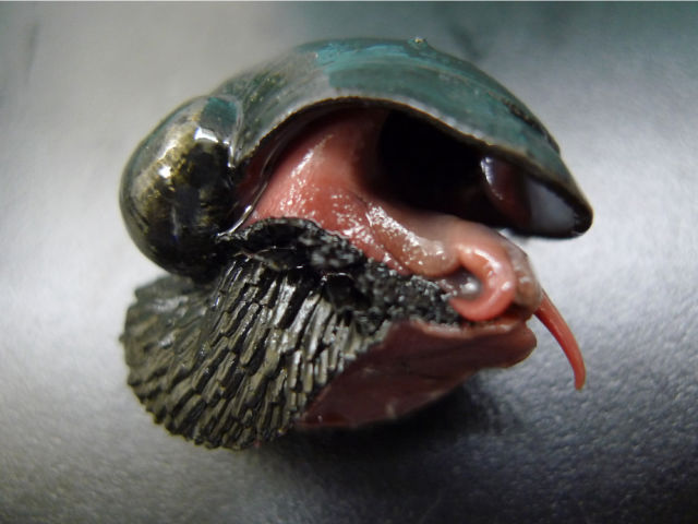 scaly-foot gastropod