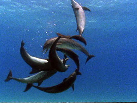 dolphin bottlenose aggressive