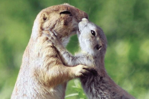 Prairie dogs say hello with kisses.