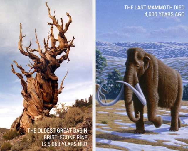 Oldest living tree and Woolly Mammoth