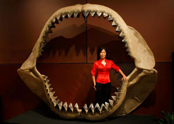 Megalodon sharks size
