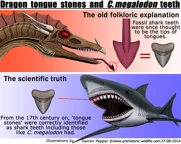 Megalodon tongues