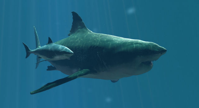 megalodon vs great white shark
