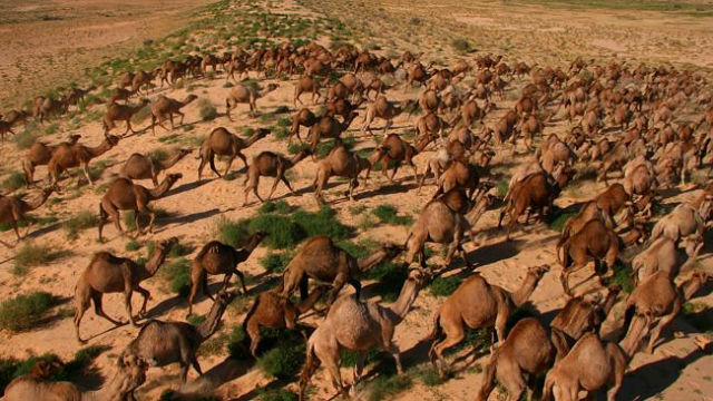 Feral Camels attacked in australia