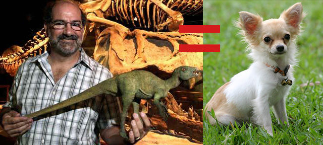 chihuahua size dinosaurs