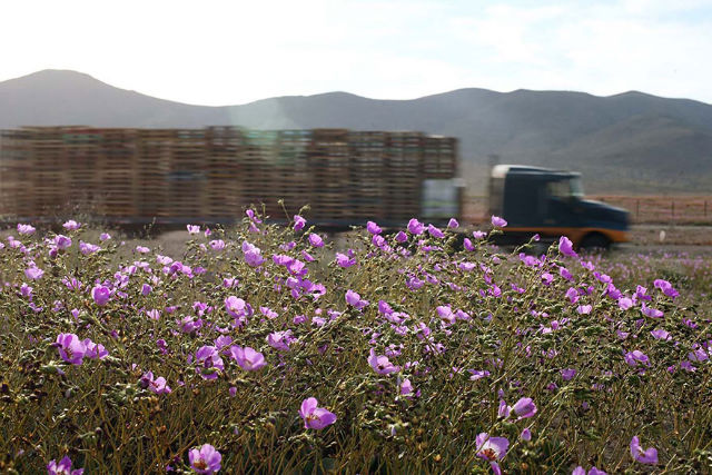 flowers bloomed after it rains on Atacama desert 