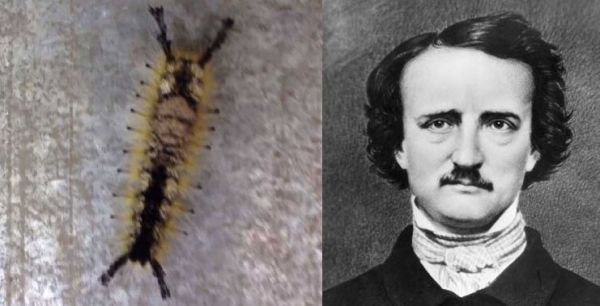 Caterpillar with a face of Edgar Allan Poe