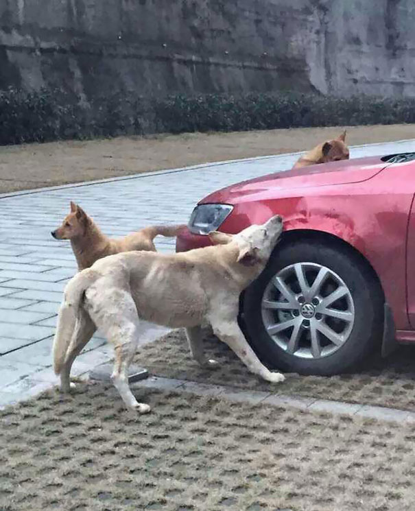 Stray Dogs destroying car