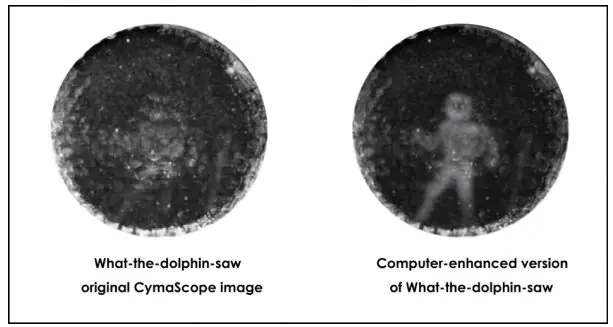 This is how Dolphin see humans