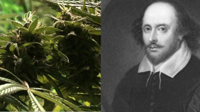 Cannabis found from Shakespeare’s garden