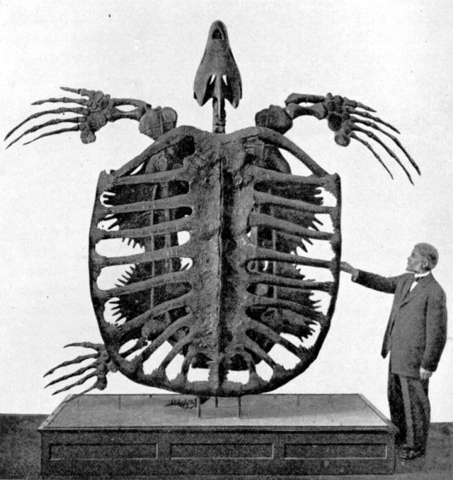 Well-Preserved Fossils, Archelon fossil