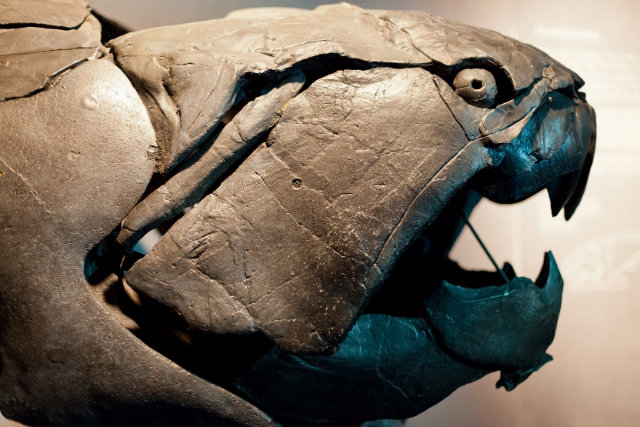 Well-Preserved Fossils, Dunkleosteus