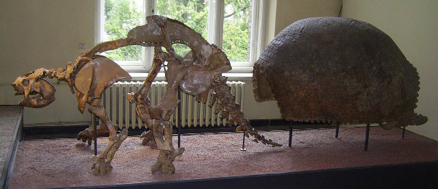 Well-Preserved Fossils, Glyptodon skeleton and shell