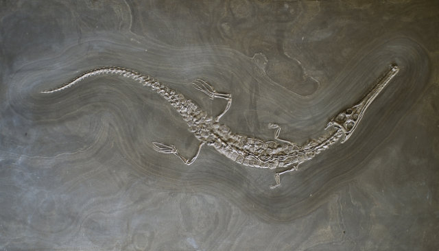 Well-Preserved Fossils, Steneosaurus bollensis