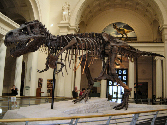 Well-Preserved Fossils, Sue, T-rex