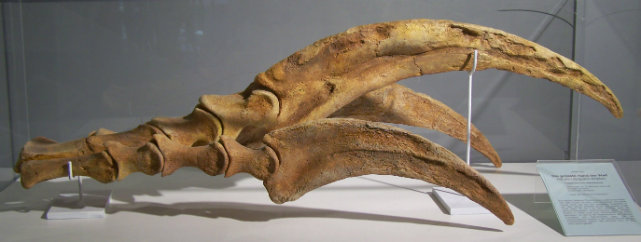 Well-Preserved Fossils, Therizinosaurus claws