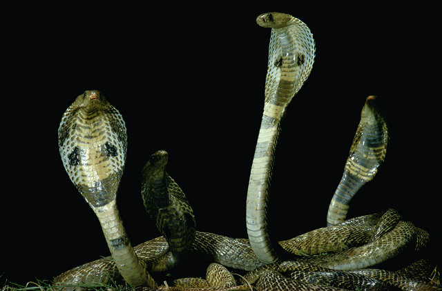  4 king cobras