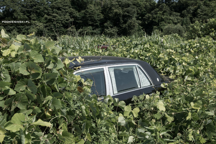 Wild shrubbery surrounding this Japanese car 