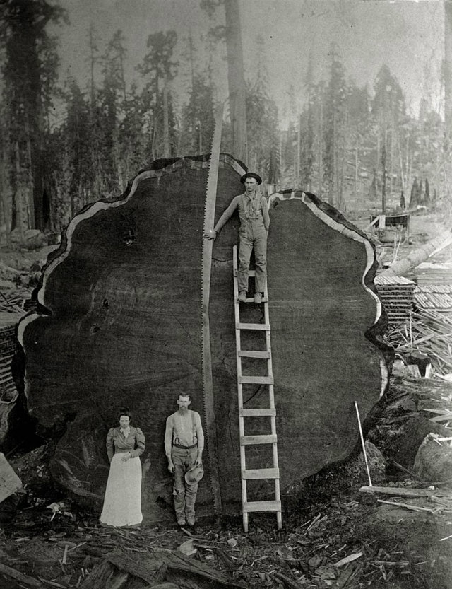  Giant redwood tree cut down