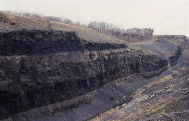 Largest Cockroach Fossil, Ohio Mine