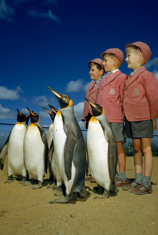 king penguins posing with boys