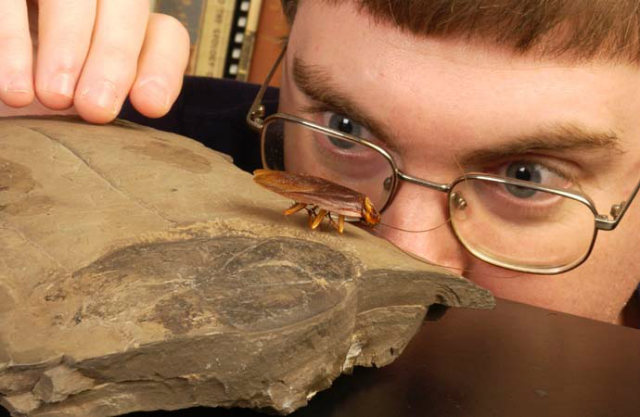 Largest Cockroach Fossil, Easterday examining the fossil