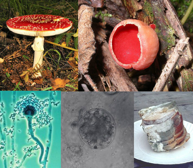 Fungi are more related to Animals than plants