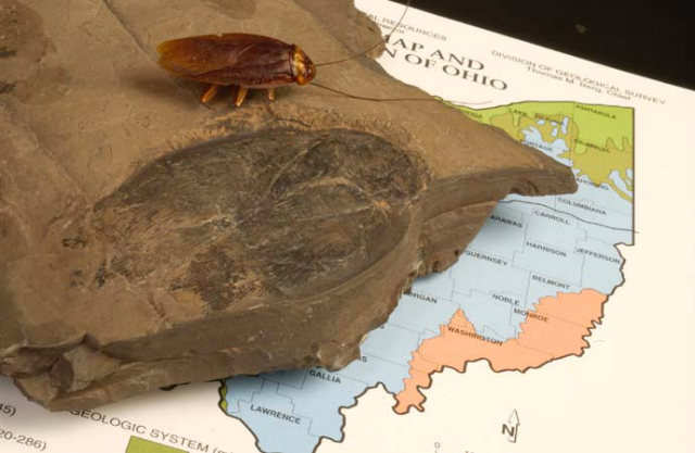 Largest Cockroach Fossil, Comparison with American cockroach