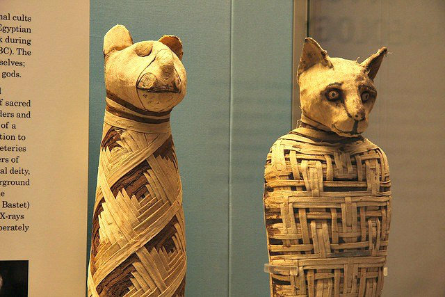 Facts About Mummies, Mummified Animals