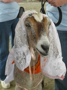 Random Fun Facts: Sudanese Man Marries a Goat