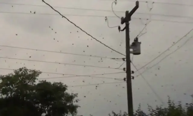 Spider rain in brazil