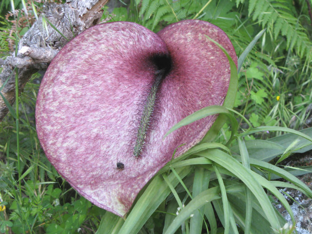 Dead House Arum Lily
