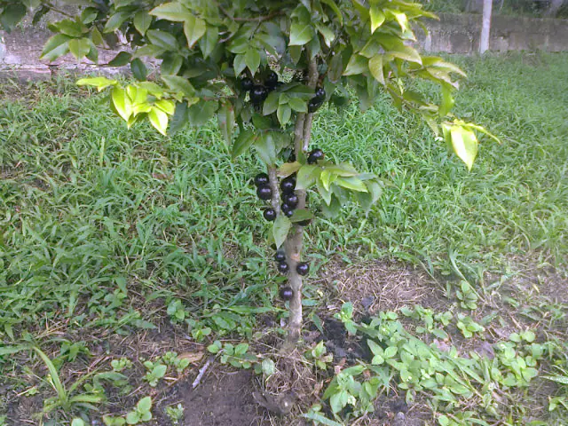 Jabuticaba fruit