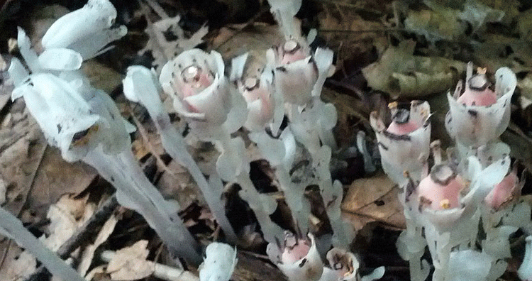 Ghost plant