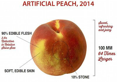 Domestication of Fruits and Vegetables, Modern Peach