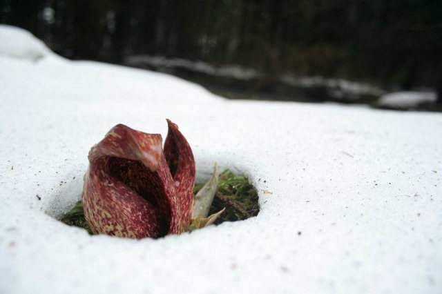 Skunk Cabbage produces its own heat through Thermogenesis