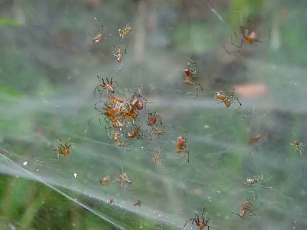 Social spiders living in Brazil